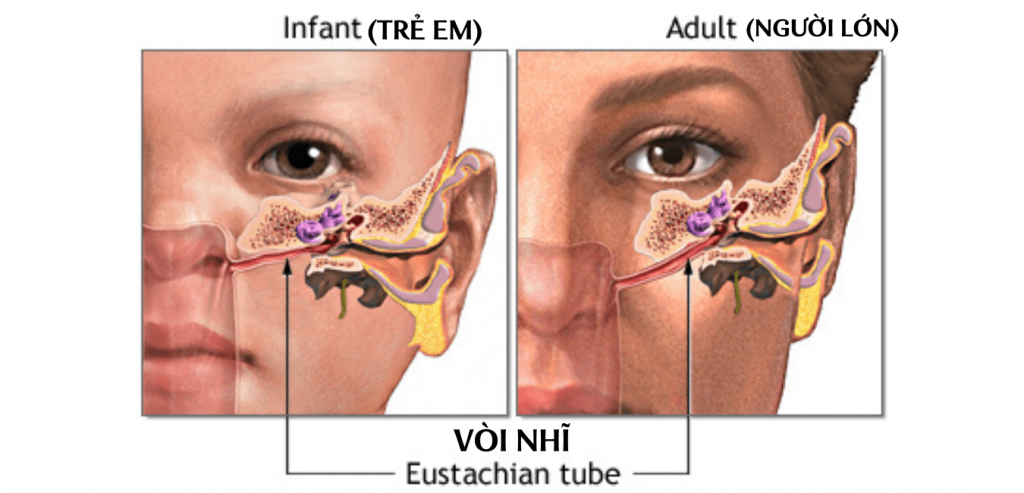 so sánh cấu trúc giải phẫu vòi eustachian giữa trẻ em và người lớn